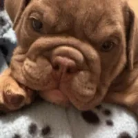 Spanky, a male English Bulldog for sale in Naperville, IL – Photo 1 of 6