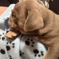 Spanky, a male English Bulldog for sale in Naperville, IL – Photo 2 of 6