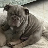 Spanky, a male English Bulldog for sale in Naperville, IL – Photo 6 of 6