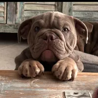 Spanky, a male English Bulldog for sale in Naperville, IL – Photo 3 of 6