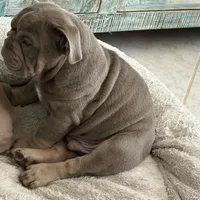 Spanky, a male English Bulldog for sale in Naperville, IL – Photo 5 of 6