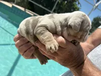 Boy 5, a male English Bulldog for sale in Naperville, IL – 2 of 2