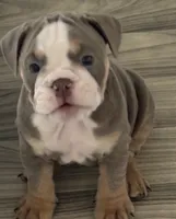 Girl 2 , a female English Bulldog for sale in West Palm Beach, FL – 2 of 5