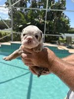 Boy 5, a male English Bulldog for sale in Naperville, IL – 1 of 2