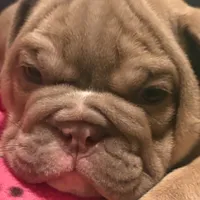 Mindy, a female English Bulldog for sale in Naperville, IL – Photo 1 of 4