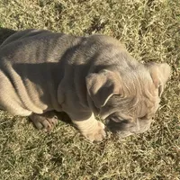 Mindy, a female English Bulldog for sale in Naperville, IL – Photo 2 of 4