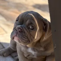 Mindy, a female English Bulldog for sale in Naperville, IL – Photo 4 of 4