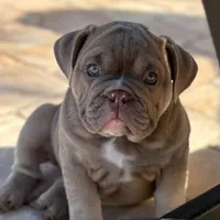 Mindy, a female English Bulldog for sale in Naperville, IL – Photo 3 of 4