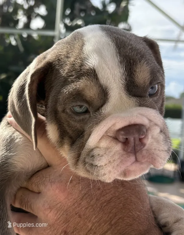 Lilac girl 2 w white  – English Bulldog puppy for sale in Naperville, IL