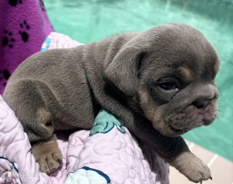 Lilac girl 1 – English Bulldog puppy for sale in Naperville, IL