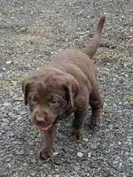 Cupcake, a female Labrador Retriever for sale in Front Royal, VA – 3 of 7