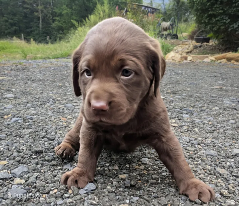Rosie – Labrador Retriever puppy for sale in Front Royal, VA