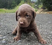 Cupcake, a female Labrador Retriever for sale in Front Royal, VA – 2 of 7