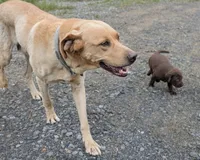 Cupcake, a female Labrador Retriever for sale in Front Royal, VA – 5 of 7