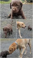 Cupcake, a female Labrador Retriever for sale in Front Royal, VA – 6 of 7