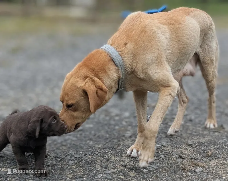 Cupcake – Labrador Retriever puppy for sale in Front Royal, VA