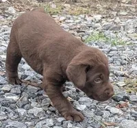 Cupcake, a female Labrador Retriever for sale in Front Royal, VA – 4 of 7