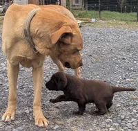 Cupcake, a female Labrador Retriever for sale in Front Royal, VA – 7 of 7