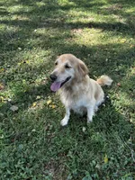 Paisley , a female Golden Retriever for sale in Bedford, IN – 4 of 4