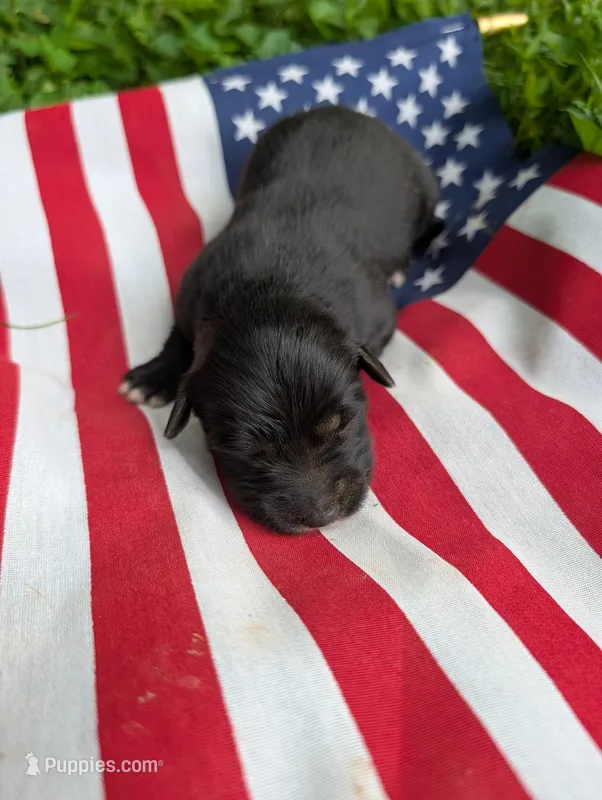 Bell – Australian Shepherd, Golden Retriever puppy for sale in Bedford, IN