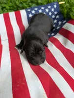 Bell, a female Australian Shepherd and Golden Retriever for sale in Bedford, IN – 1 of 1