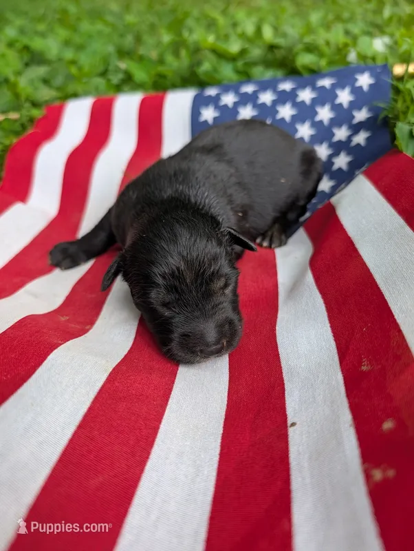 Star – Australian Shepherd, Golden Retriever puppy for sale in Bedford, IN