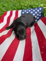 Star, a female Australian Shepherd and Golden Retriever for sale in Bedford, IN – 1 of 1