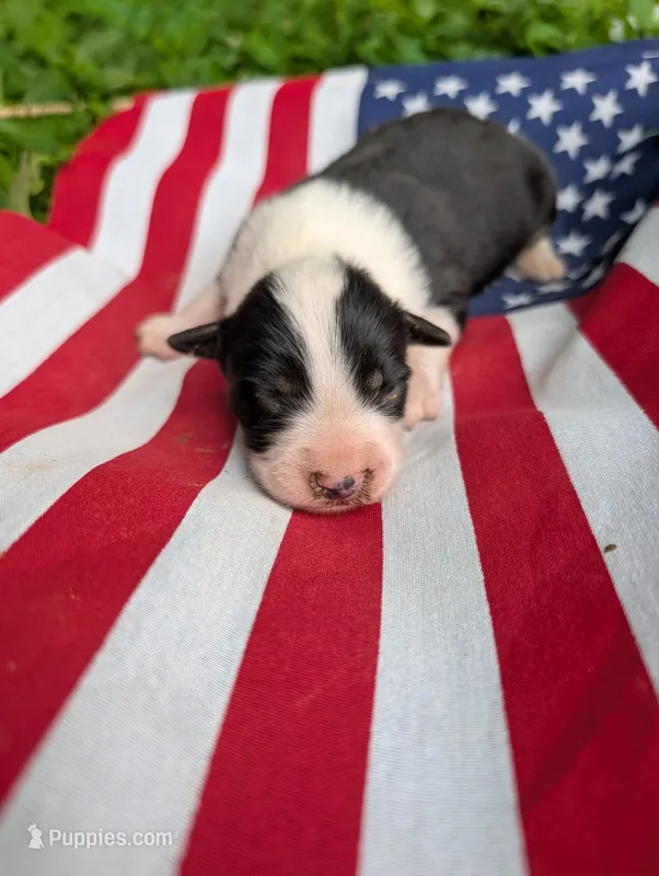 Revere  – Australian Shepherd, Golden Retriever puppy for sale in Bedford, IN