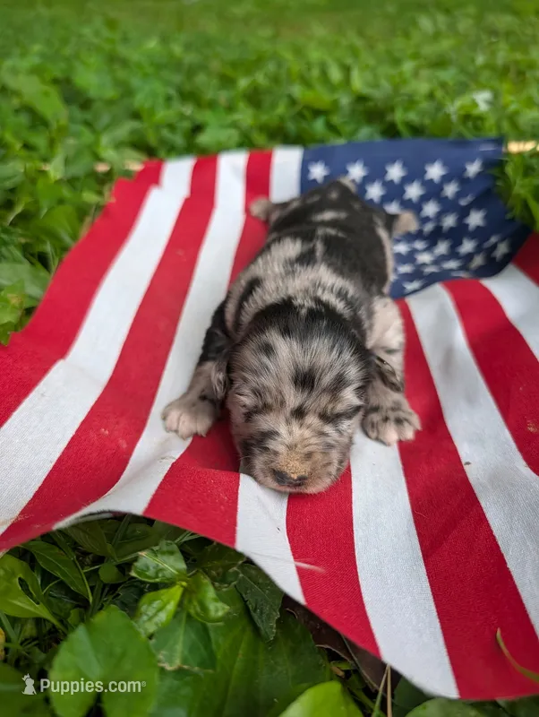 Liberty  – Australian Shepherd, Golden Retriever puppy for sale in Bedford, IN