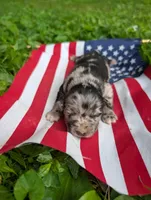 Liberty , a female Australian Shepherd and Golden Retriever for sale in Bedford, IN – 1 of 1
