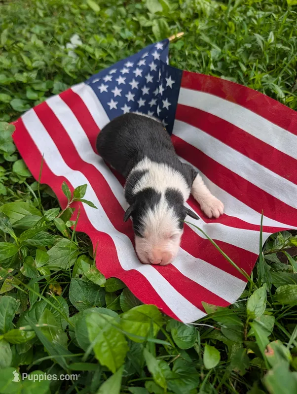 Washington  – Australian Shepherd, Golden Retriever puppy for sale in Bedford, IN