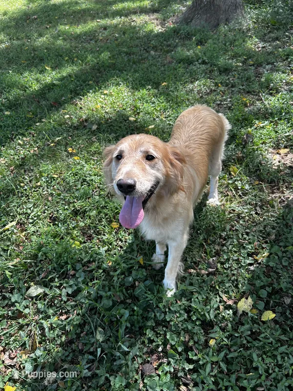 Paisley  – Golden Retriever puppy for sale in Bedford, IN