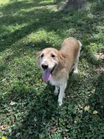 Paisley , a female Golden Retriever for sale in Bedford, IN – 1 of 4