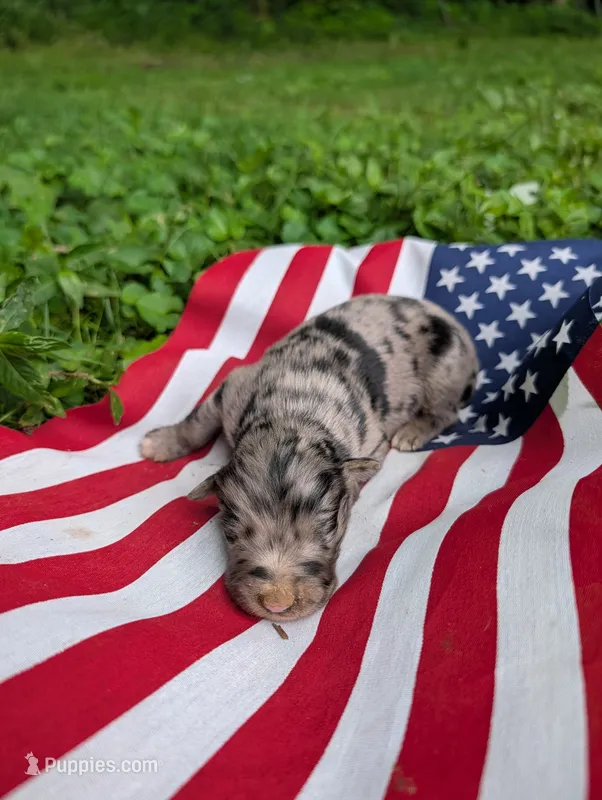 Patriot  – Australian Shepherd, Golden Retriever puppy for sale in Bedford, IN