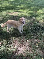 Paisley , a female Golden Retriever for sale in Bedford, IN – 2 of 4