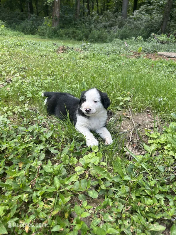 Washington  – Australian Shepherd, Golden Retriever puppy for sale in Bedford, IN