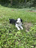 Washington , a male Australian Shepherd and Golden Retriever for sale in Bedford, IN – 2 of 2