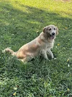 Paisley , a female Golden Retriever for sale in Bedford, IN – 3 of 4