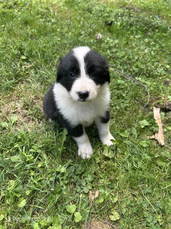 Revere  – Australian Shepherd, Golden Retriever puppy for sale in Bedford, IN