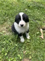 Revere , a male Australian Shepherd and Golden Retriever for sale in Bedford, IN – 2 of 2