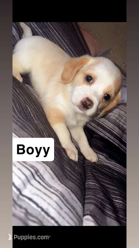 Silver, a male Yorkshire Terrier for sale in Boston, MA – 1 of 1