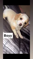 Silver, a male Yorkshire Terrier for sale in Boston, MA – 1 of 1