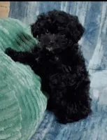 processed/4fed44d2-84e9-47d5-a149-2b05d483b97f/listing/3f18149a-286f-4fdc-91dd-19677ba290da/d9612969-83df-4e02-8b96-b9fcd0734eb6