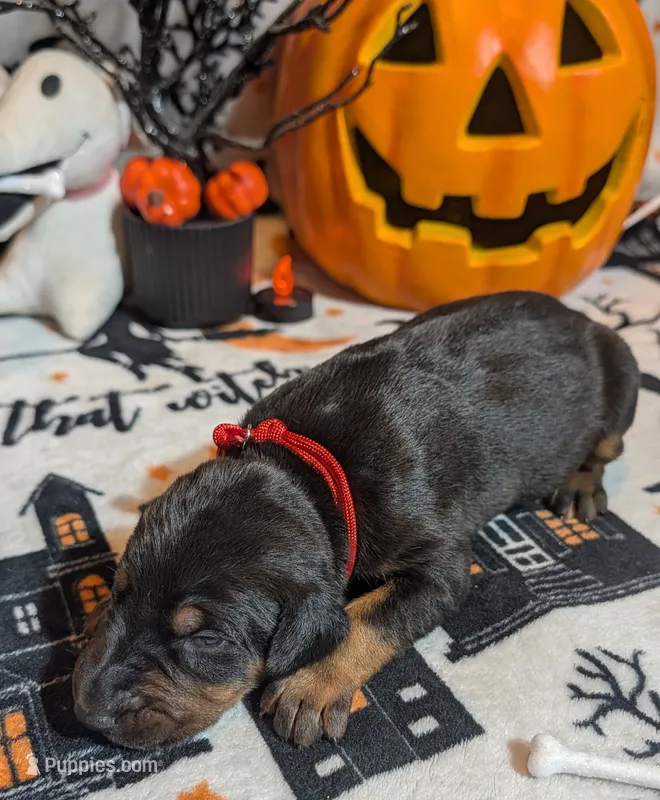 Red – Doberman Pinscher puppy for sale in Brunswick, MD