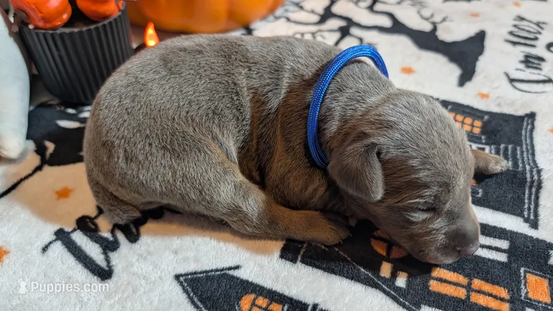 Blue – Doberman Pinscher puppy for sale in Brunswick, MD
