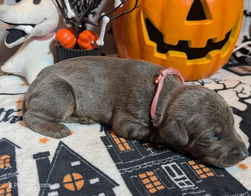 Pink – Doberman Pinscher puppy for sale in Brunswick, MD