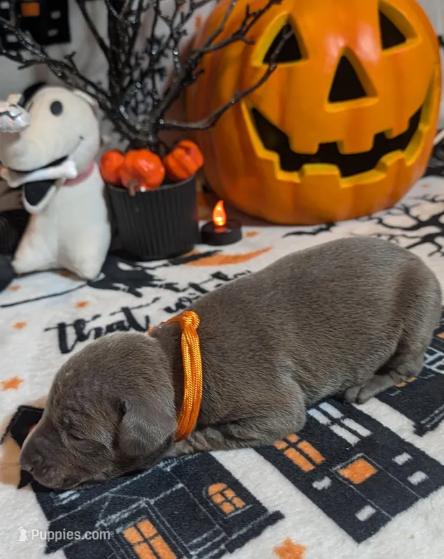 Orange – Doberman Pinscher puppy for sale in Brunswick, MD