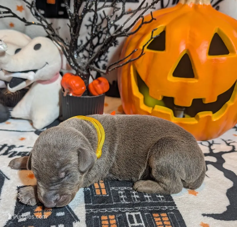 Yellow – Doberman Pinscher puppy for sale in Brunswick, MD