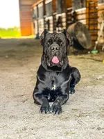 Female 2, a female Cane Corso for sale in Dallas, TX – 5 of 7