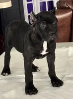 Female 2, a female Cane Corso for sale in Dallas, TX – 3 of 7